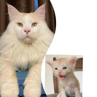 Мальчик мейнкун с родословной