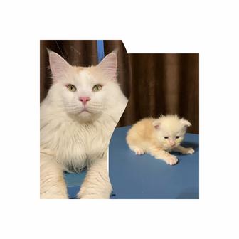 Мальчик мейнкун с родословной