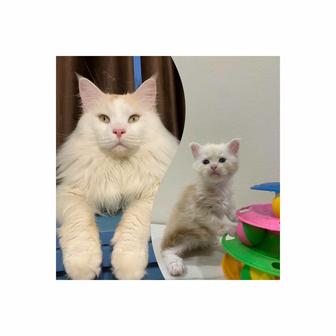 Мальчик мейнкун с родословной