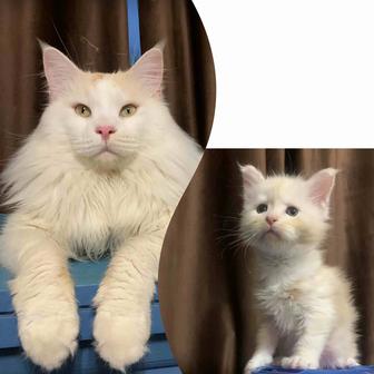 Мальчик мейнкун с родословной