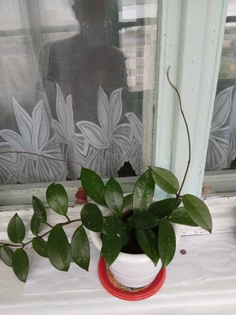 Комнатный цветок хойя