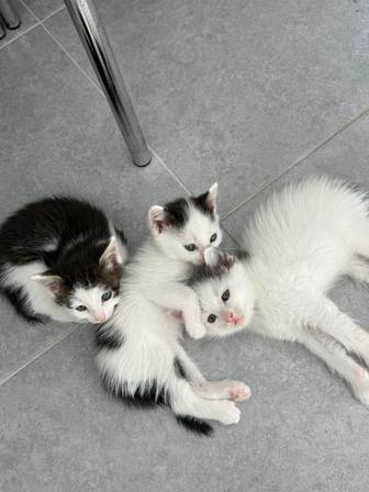 Котята в любящие семьи