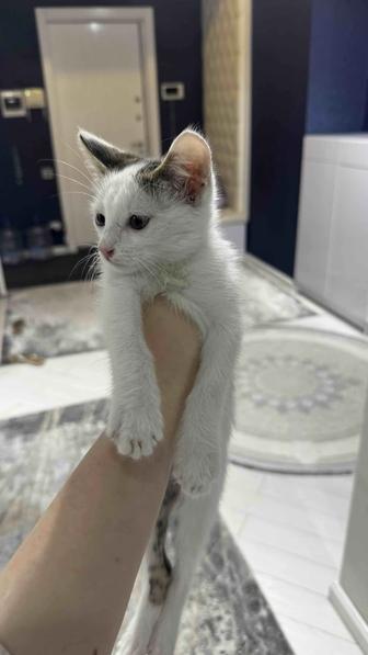 Отдаем котенка