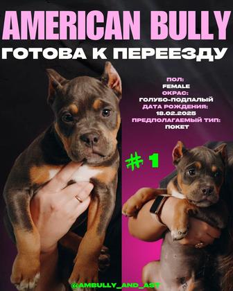Щенок Американского булли (девочка)