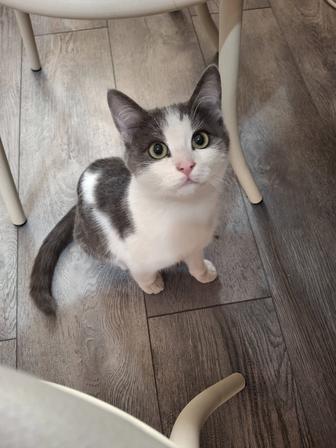 Кошечка ищет дом