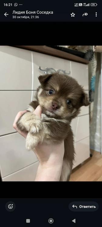 Щенки чихуахуа мальчики