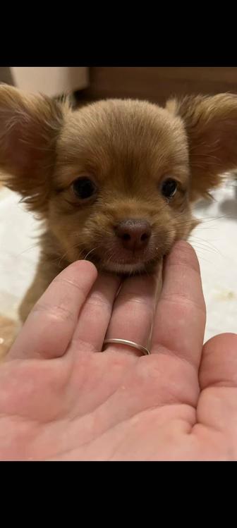 Щенки чихуахуа мальчики