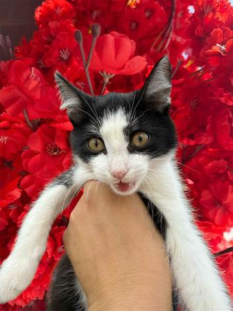 Котенок 2.5 месяца ищет семью