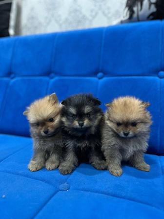 Чистокровный померанский шпицы