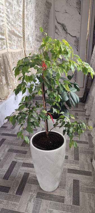 Продам Фикус Бенджамина в идеальном состоянии