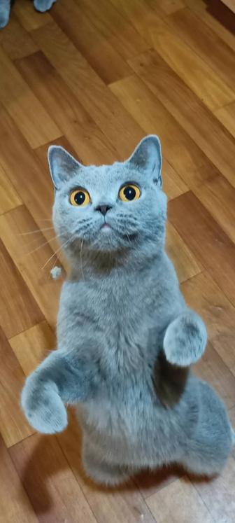 Продам британскую кошку.