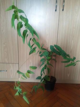 Эвкалипт лимонный