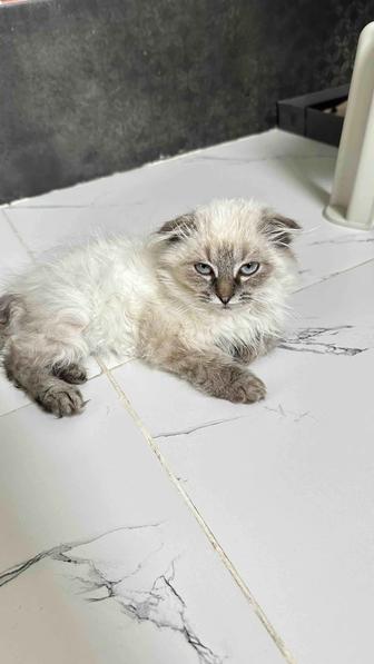 ОТДАМ БЕСПЛАТНО ВИСЛОУХОГО КОТЕНКА!