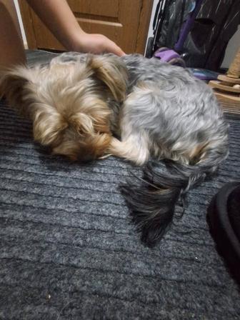 Йоркширский терьер