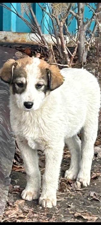 Отдам щенят