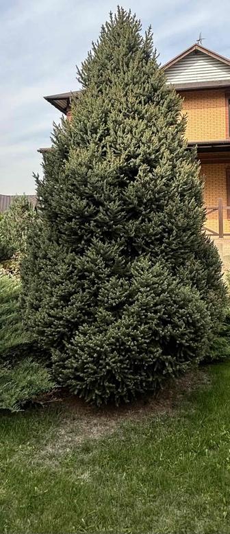 Продается большая живая ель