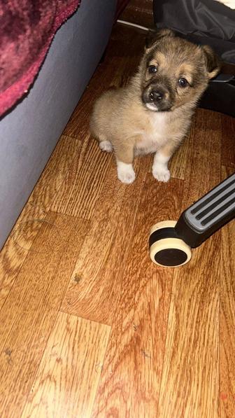 Нашли щеночка отдадим в хорошие руки