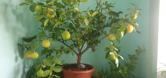 Лимон гибрид