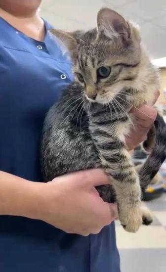 Ищу надежные добрые руки котенку