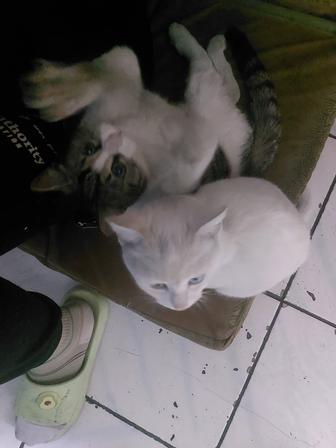 Отдам котят