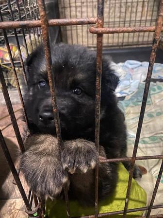 Отдам щенка в добрые руки