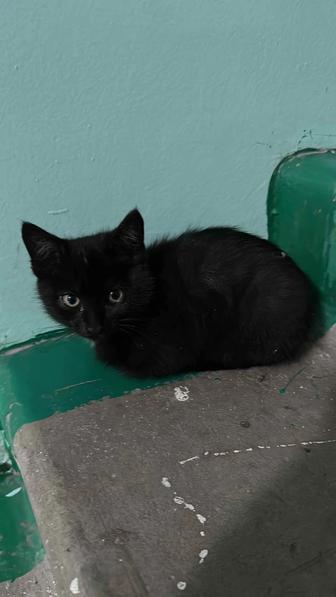 Котенок, в добрые руки