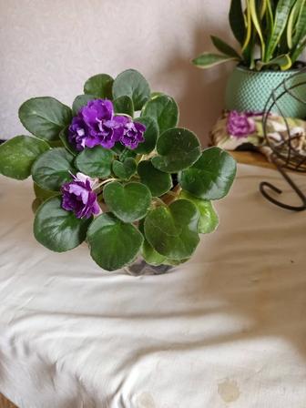 Продам цветок фиалку сортовую