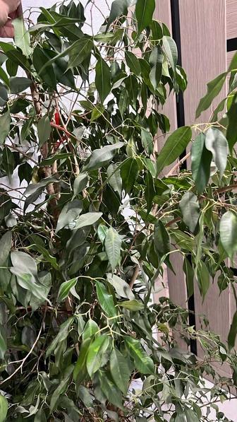 Срочно продам Фикус