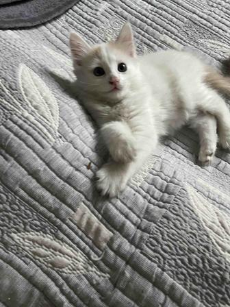Бесплатно кошечка