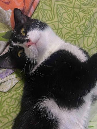 Тактильный котик