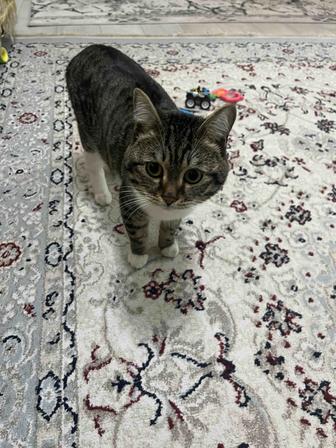 Кошки