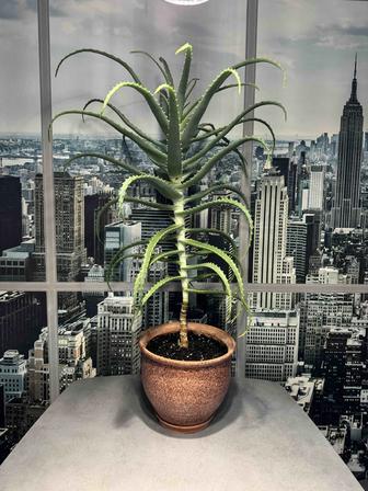 Алоэ столетник