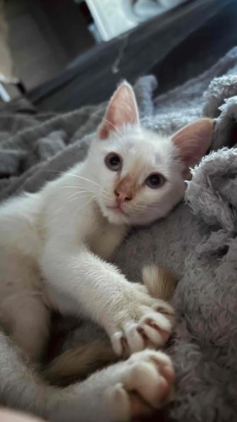 Котенок ищет дом