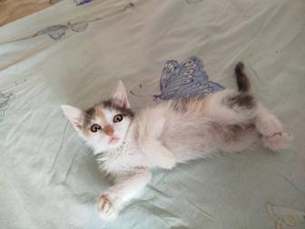 Пристраивается котёнок
