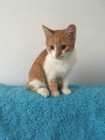 Отдается котенок