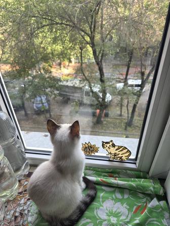 Нужна бабушка для присмотра за кошкой