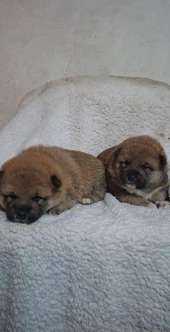 Эксклюзивные щенки Сиба-ину от высококлассных кровей