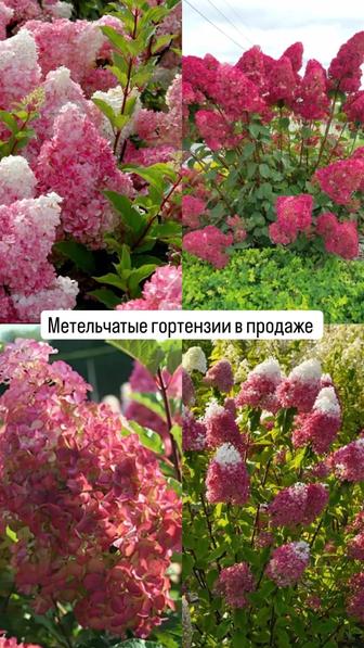 Многолетние цветы