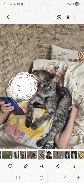 Потерялась кошечка
