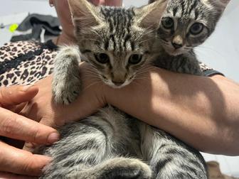 котята и кошка