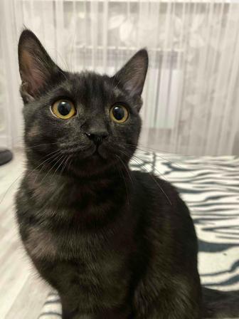 Отдадим кота подростка в добрые руки