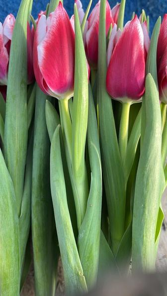 Продам тюльпаны оптом к 14 февраля