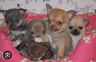 Продам шикарных щенков чихуахуа, рассрочка каспи 0 0 12