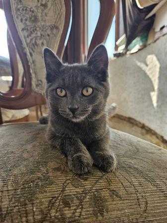Котенка в добрые руки