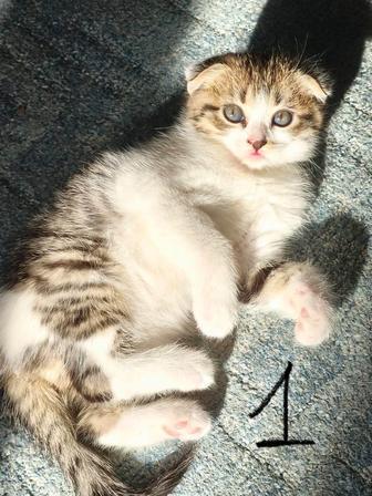 Продам котят шотландцы