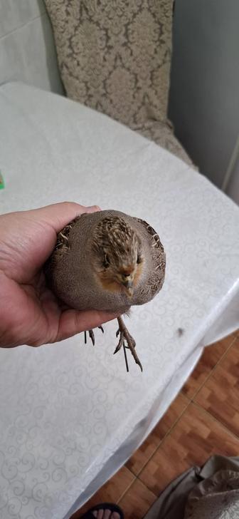 Продам муляж птицы
