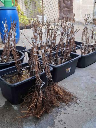 Саженцы и черенки винограда