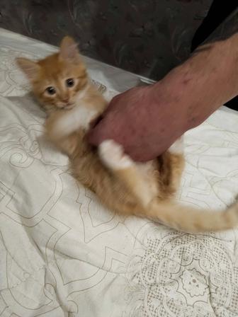 В добрые руки котика