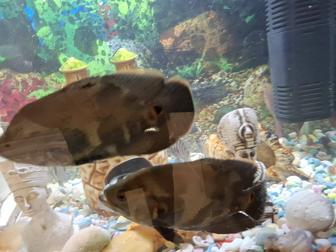 Астронотусы обмен