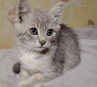 Отдам бесплатно двух котят